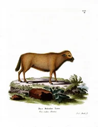 Indian Water Buffalo (värillinen kaiverrus)