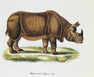 Intialaiset sarvikuonot (Rhinoceros indicus), nisäkkäistä kuvattu luonnosta kuvauksin, Johann Christian Daniel von Schreber (1739-1810), kaiverrus ja piirustus A Fleischmann, osa 6-7, taulukko 317-D-D, Saksa