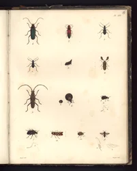 Insecta, Pl. XVI, kuva eläintieteen ja vertailevan anatomian havainnointikokoelmasta, tehty Atlantin valtamerellä, uuden mantereen sisäosissa ja Etelämerellä 179-luvulla