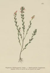 Irlantilainen Eyebright (Euphrasia Salisburgensis)