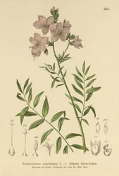 Jacobsin tikkaat (Polemonium coeruleum, Polemonium blue)