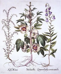 Jamaika suolahapo, kellokukka ja piikikäs suolajuuri, Hortus Eystettensis, kirjoittanut Basil Besler (1561-1629), pub. 1613 (käsinvärinen kaiverrus)