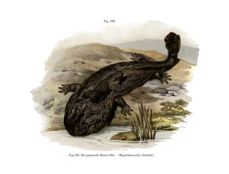 Japanilainen jättiläissalamander (väri litho)