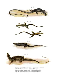 Japanilainen ruoholikko (väri litho)