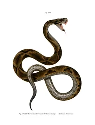 Jararaca (värinen lito)