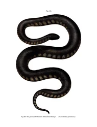Java File Snake (väri litho)