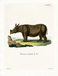 Jaavan Rhinoceros (värillinen kaiverrus)