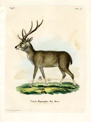 Java Rusa (värillinen kaiverrus)