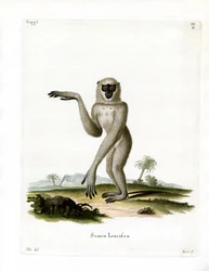 Javan Silvery Gibbon (värillinen kaiverrus)