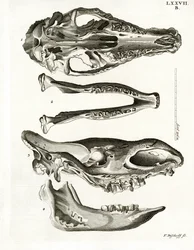 Jaw Bones (värillinen kaiverrus)