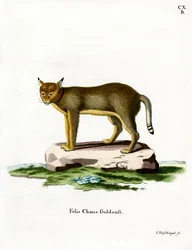 Jungle Cat (värillinen kaiverrus)