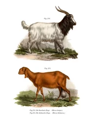 Kashmirin vuohi, 1860