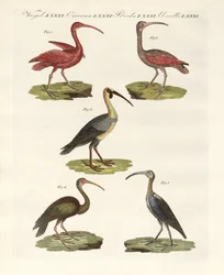 Ibis-tyypit (värinen kaiverrus)