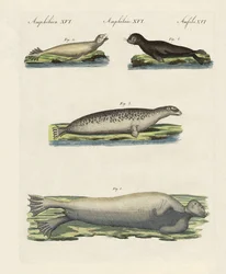 Sinettien tyypit (värillinen kaiverrus)