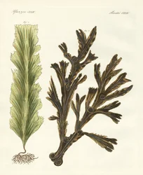 Merilevälajit (värillinen kaiverrus)