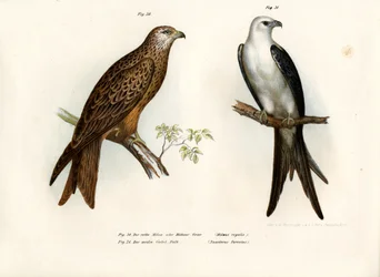 Leija, 1864