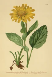Isokukkainen Leopards Bane (Aronicum scorpioides, Doronicum grandiflorum)