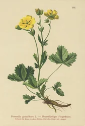 Isokukkainen Potentilla (Potentilla grandiflora)