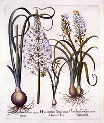 Myöhäinen hyasintti ja Betlehemin tähti, Hortus Eystettensis, kirjoittanut Basil Besler (1561-1629), pub. 1613 (käsinvärinen kaiverrus)