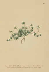 Nurmikon helmiwort (Sagina glabra, Sagina repens)