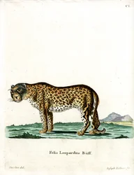 Leopardi (värillinen kaiverrus)
