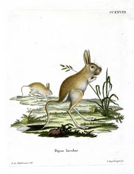 Pieni egyptiläinen jerboa (värillinen kaiverrus)