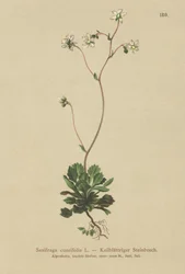 Pieni Lontoon ylpeys (Saxifraga cuneifolia)