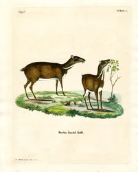 Lesser Mouse Deer (värillinen kaiverrus)