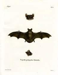 Lesser Noctule Bat (värillinen kaiverrus)