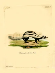 Libyan Striped Weasel (värillinen kaiverrus)