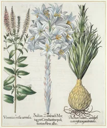 Lilja: 1.Sultaani Zambach Martagon Konstantinopolin valkoinen kukka 2.Veronica recta carnlea 3.Bulbus Sultan Zambach cuminfeunipartecaulis, Basil Beslerin (1561-1629) Hortus Eystettensisistä, pub. 1613