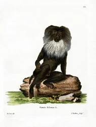 Leijonanhäntämakaki