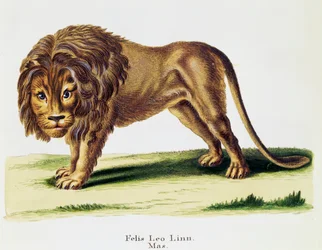 Leijona (Felis leo), nisäkkäistä kuvitettu luonnosta kuvauksilla, Johann Christian Daniel von Schreber (1739-1810), kaiverrus H I Tisroff, osa 3, taulukko 97-A, Saksa