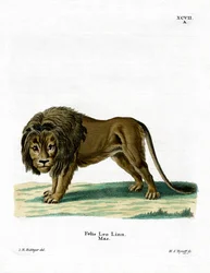 Leijona (värillinen kaiverrus)