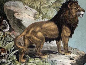 Lion - julkaisussa "Nisäkkäiden luonnonhistoria", toim. Schreiber, München