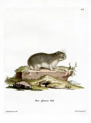 Little Grey Hamster (värillinen kaiverrus)