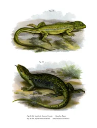 Lisko (väri litho)