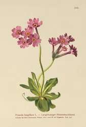 Pitkäkukkainen esikko (Primula longiflora)