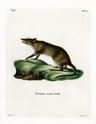 Pitkänokkainen Bandicoot (värillinen kaiverrus)