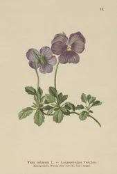 Pitkänkarvainen orvokki (Viola calcarata)