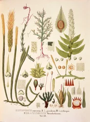 Lycopodium ja Brachymenium, taulukko XX Johann Baptist Von Spixin ja Carl Friedrich Von Martiuksen 