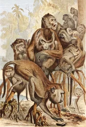Macacus, levy "Brehms Tierleben: Allgemeine Kunde des Tierreichs", vol.1, s.149, julkaisija Bibliographisches Institut