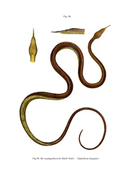 Madagaskar-lehtikäärme (väri litho)