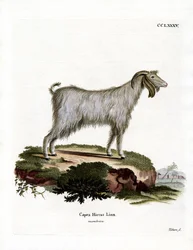 Mamber Goat (värillinen kaiverrus)