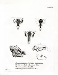 Manatee Skulls (värillinen kaiverrus)