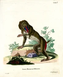 Mandrill (värillinen kaiverrus)