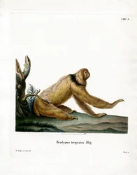 Maned Sloth (värillinen kaiverrus)