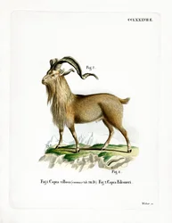 Markhor (värillinen kaiverrus)