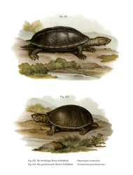 Meksikon jättiläismyskikilpikonna (väri litho)