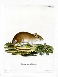 Midday Jird (värillinen kaiverrus)